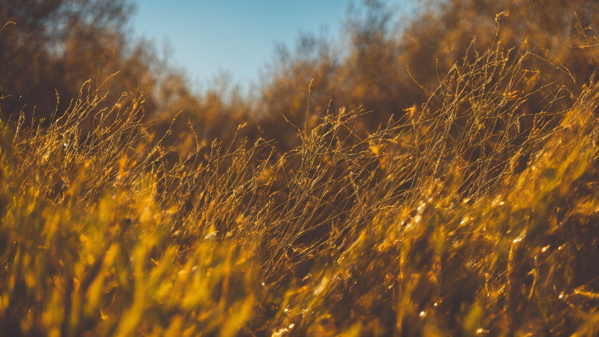 真实广阔草原高清图片欣赏