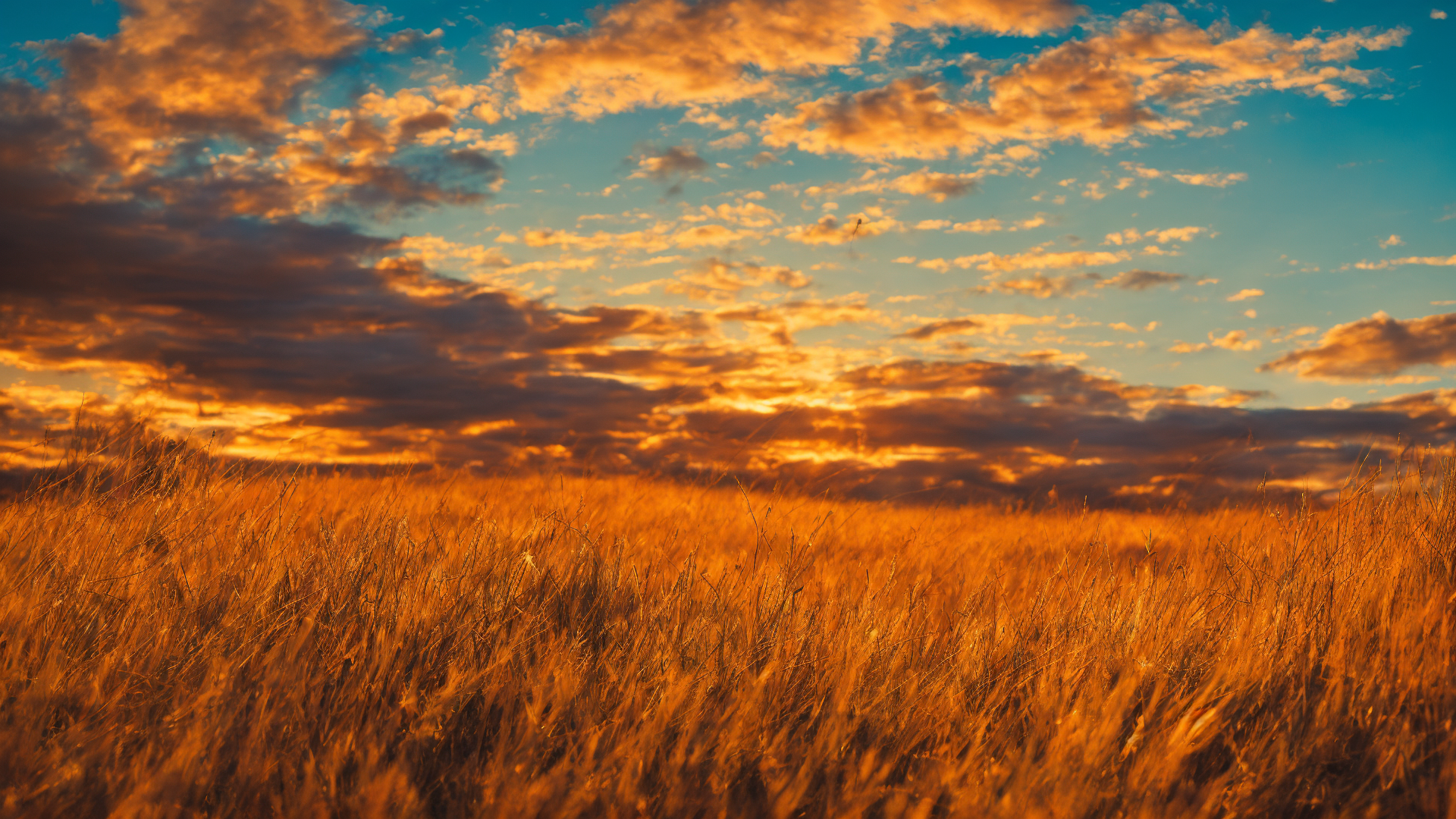 养眼好看草原图片壁纸